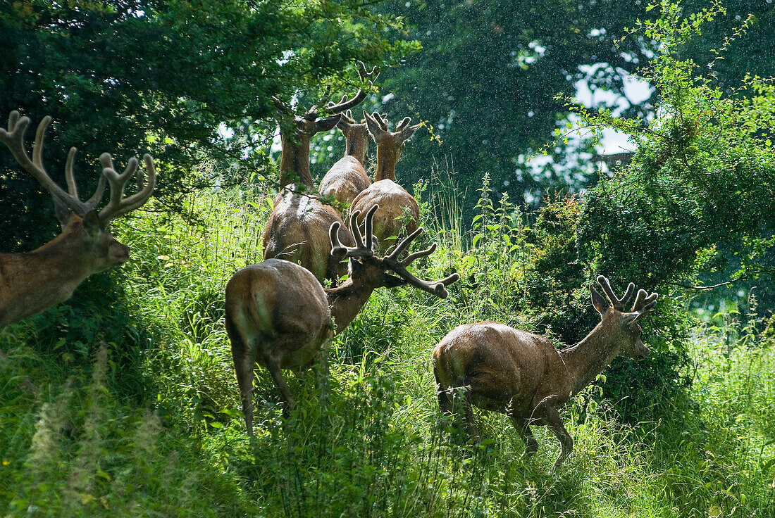 deers in Powis Castle park,Welshpool,Wales,United Kingdom,Great Britain,Europe