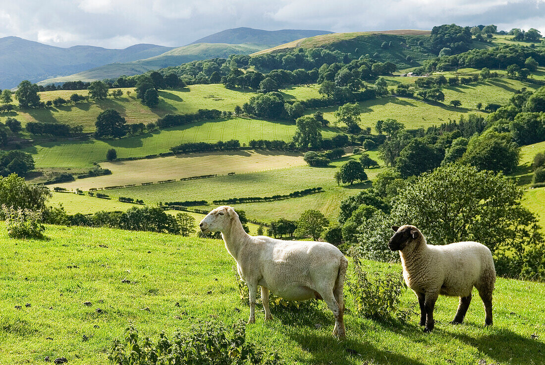  Landschaft um Llangollen, Wales, Vereinigtes Königreich, Großbritannien, Europa 