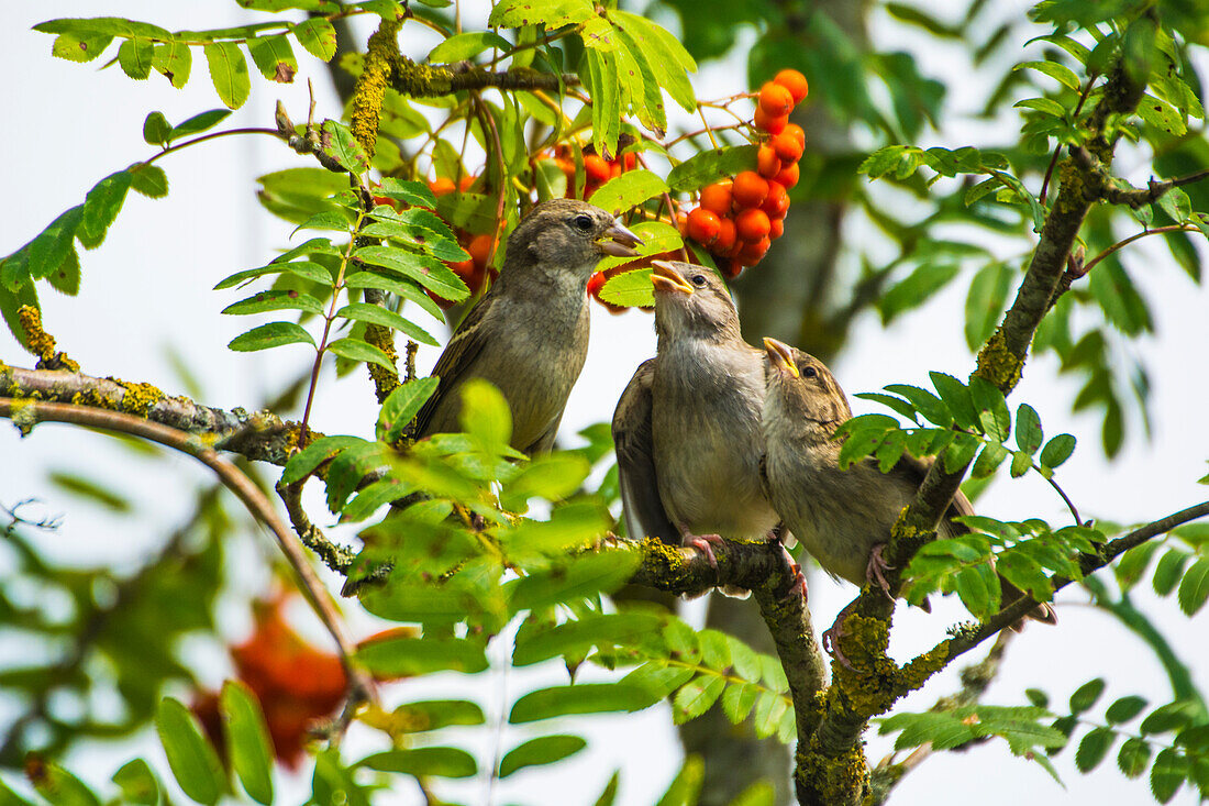  Tree sparrow family, young begging for food, Bavaria, Germany 