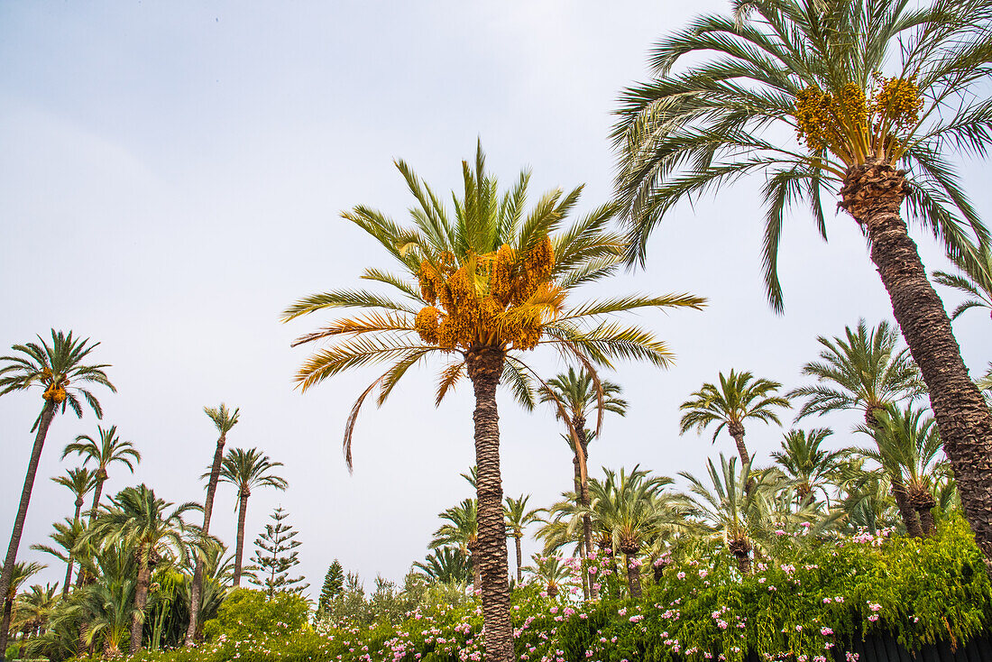  Elche, city with many date palms, largest palm tree population in the world, World Heritage, Province of Alicante, Spain 