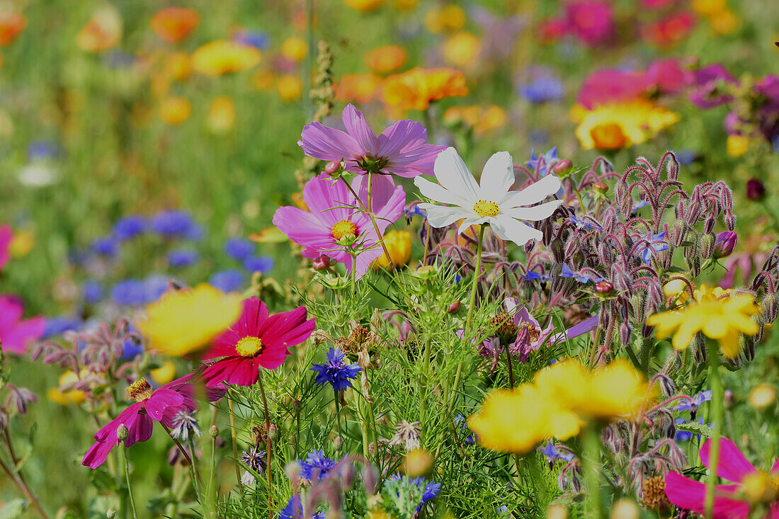  Meadow flowers in a colorful mix, in July in Bavarian Swabia, Germany 