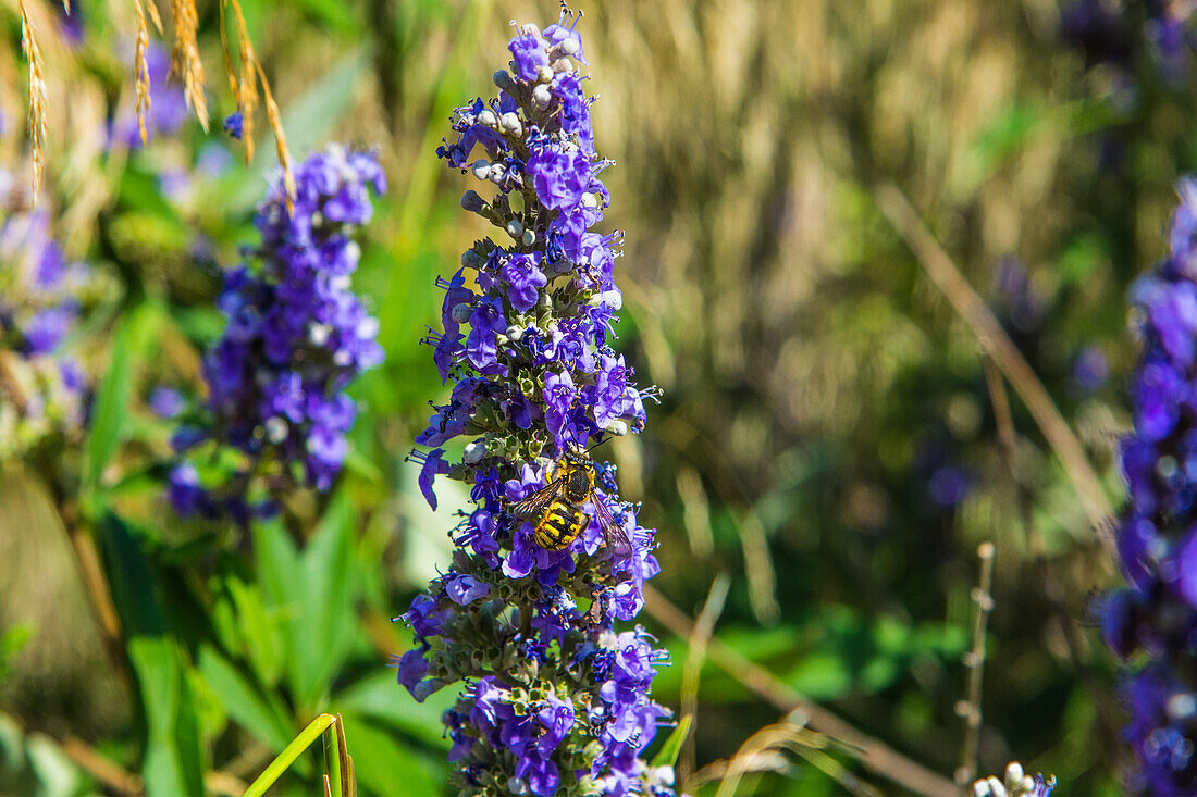  Wildflowers in the Spanish coastal mountains, Costa Blanca. with wasp 