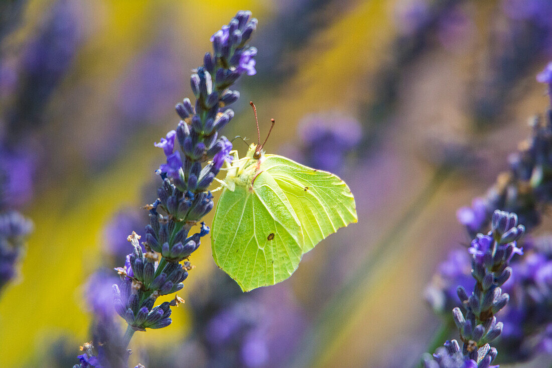 Zitronenfalter (Gonepteryx rhamni) auf Lavendelblüten, Bayern, Deutschland