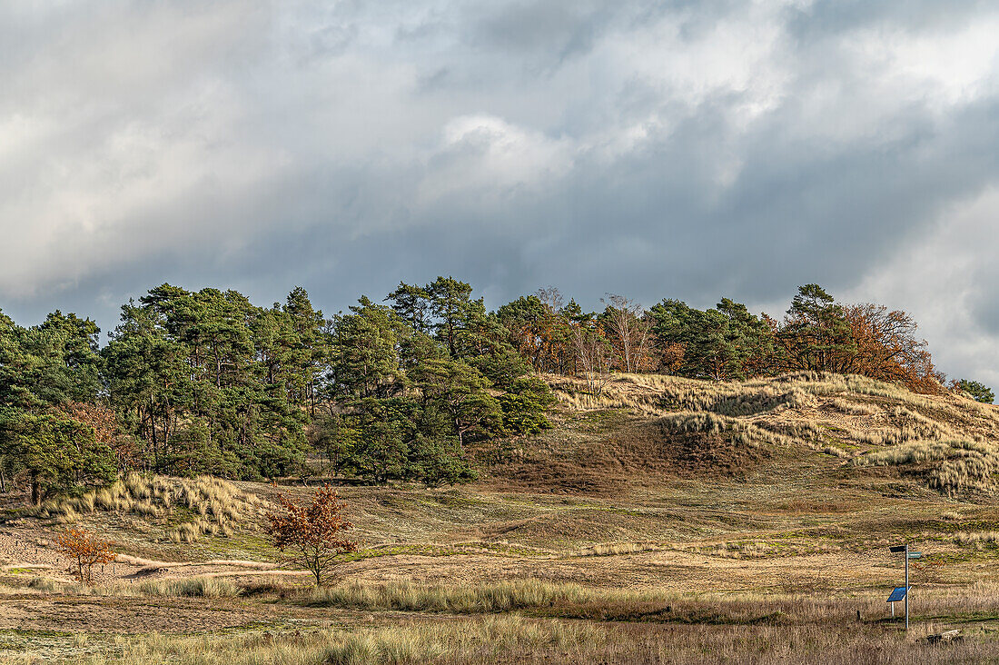  Inland Dunes Nature Reserve near Klein Schmölen, the largest inland dune in Europe, Mecklenburg-Western Pomerania, Germany 