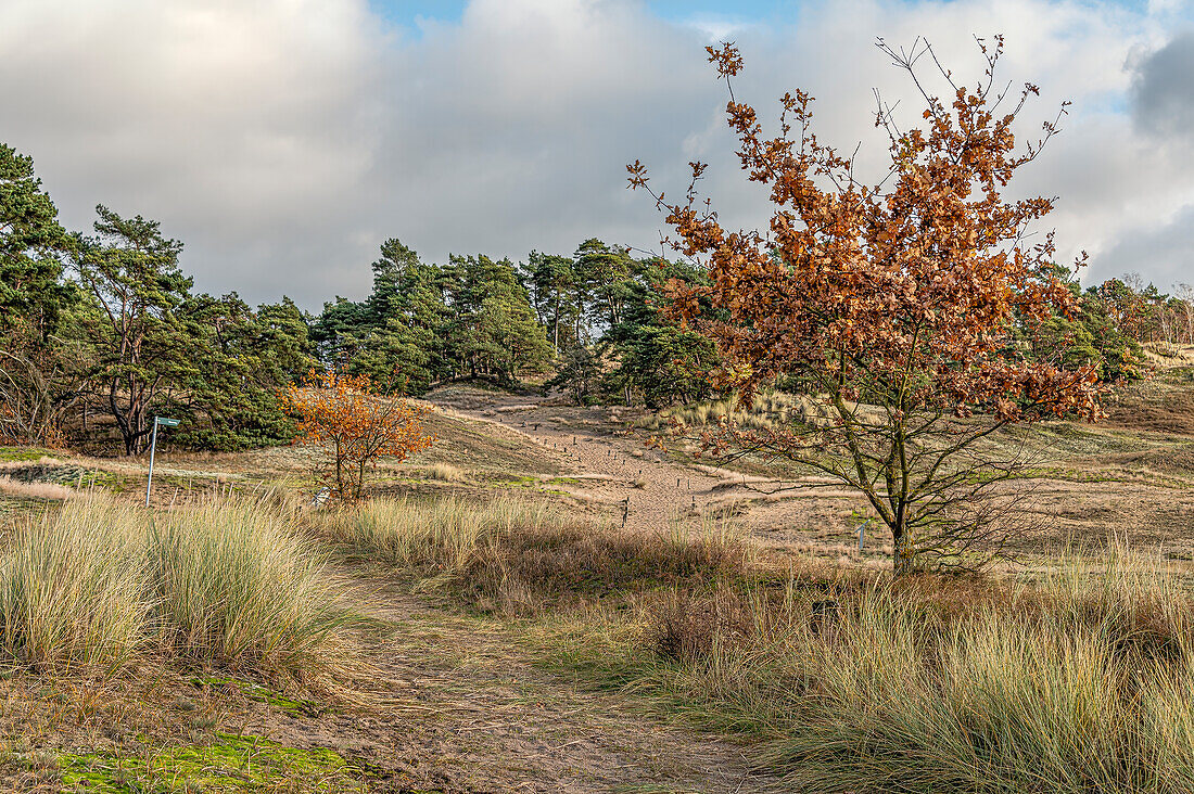  Inland Dunes Nature Reserve near Klein Schmölen, the largest inland dune in Europe, Mecklenburg-Western Pomerania, Germany 