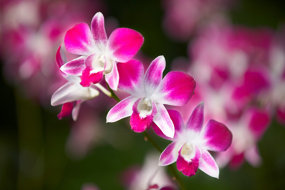 Close up view of purple orchids at National Orchid Garden in Singapore.