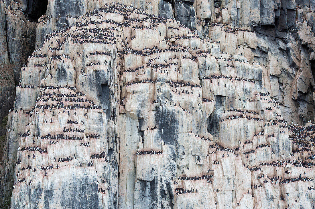  Thick-billed Guillemots, Uria lomvia, Vogelfelsens Alkefjellet, Spitsbergen, Norway 