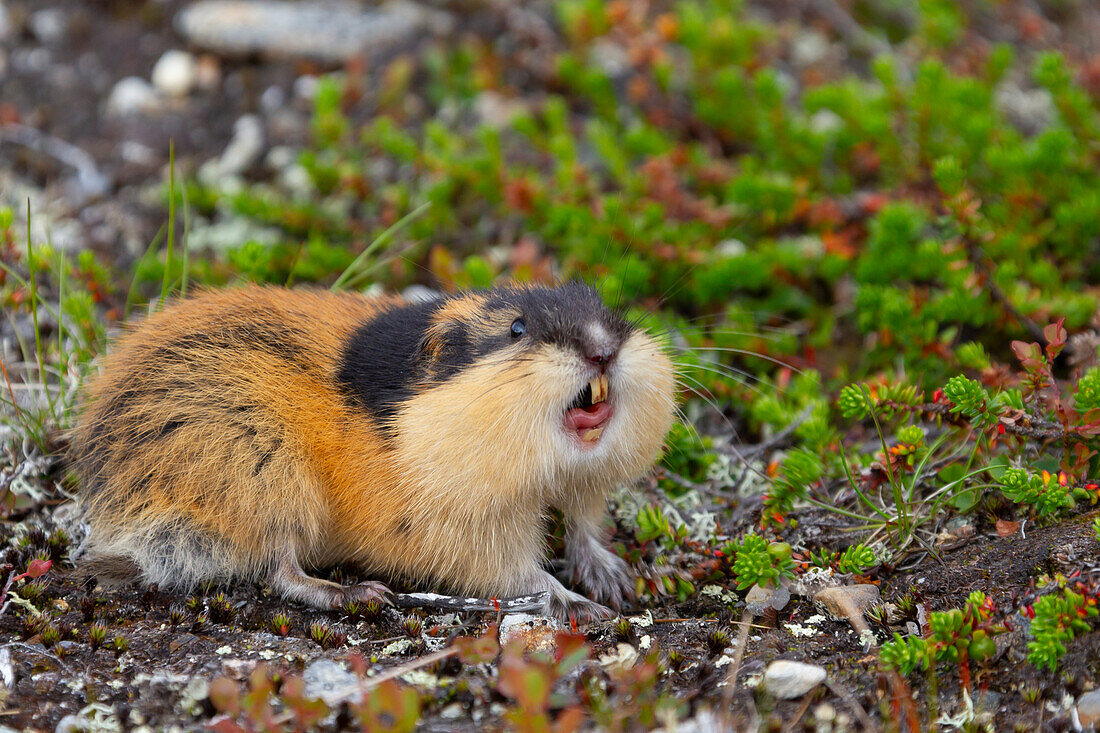  Mountain lemming, Lemmus lemmus, adult, defensive posture, Lapland, Sweden 