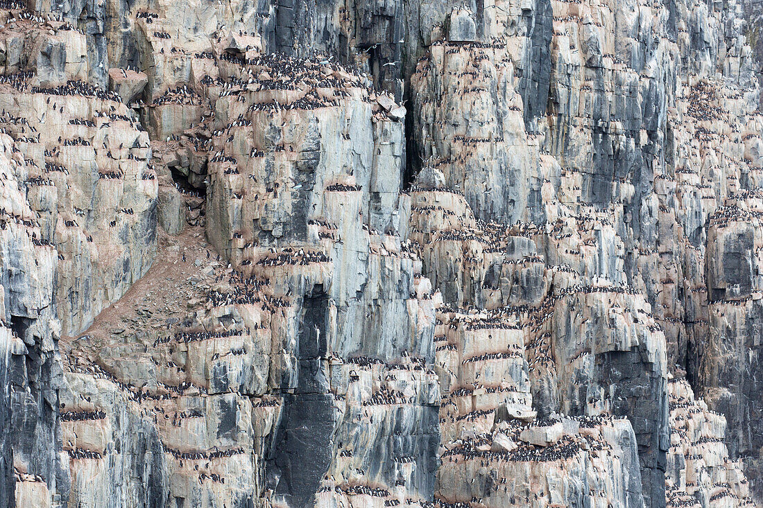 Dickschnabellummen, Uria lomvia, Vogelfelsens Alkefjellet, Spitzbergen, Norwegen