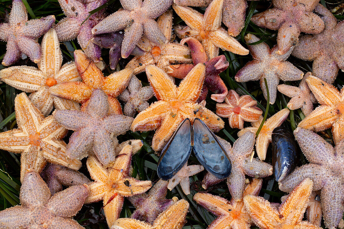 Gewöhnlicher Seestern, Gemeiner Seestern, Asterias rubens, tote Seeterne liegt am Strand, Schleswig-Holstein, Deutschland