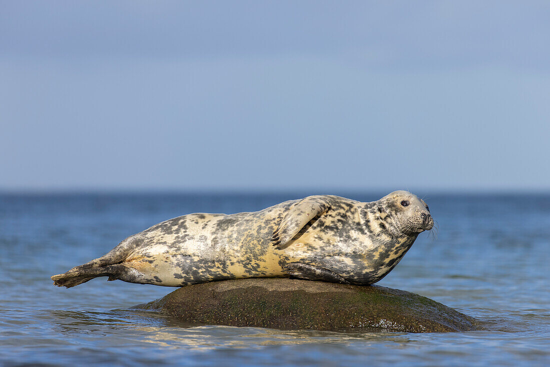 Kegelrobben, Halichoerus grypus, adulte Robbe ruht auf einem Stein in der Ostsee, Schleswig-Holstein, Deutschland