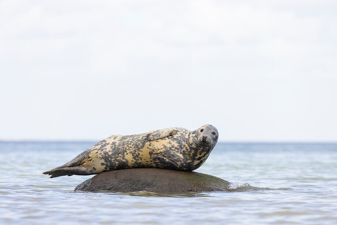 Kegelrobben, Halichoerus grypus, adulte Robbe ruht auf einem Stein in der Ostsee, Schleswig-Holstein, Deutschland