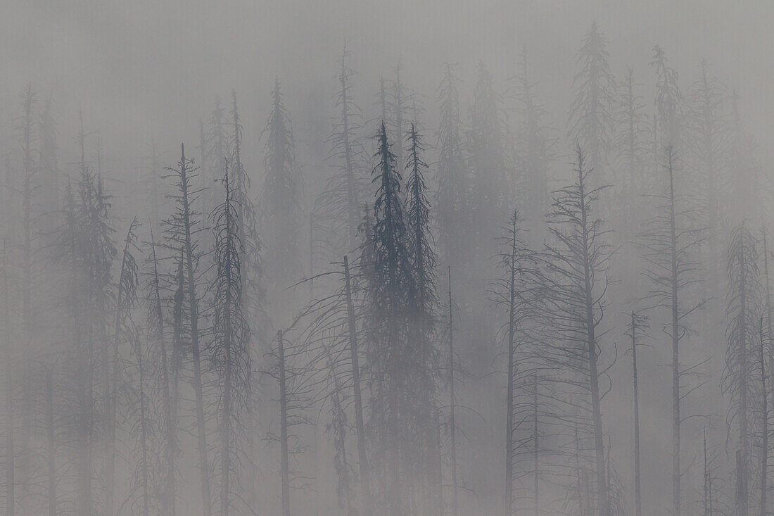  Burnt tree trunks in the fog, Kooteney National Park, British Columbia, Canada 