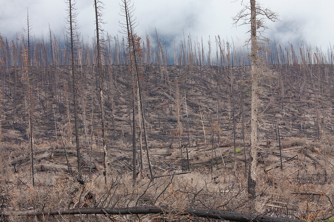  Burnt tree trunks after a forest fire, Jasper National Park, Alberta, Canada 