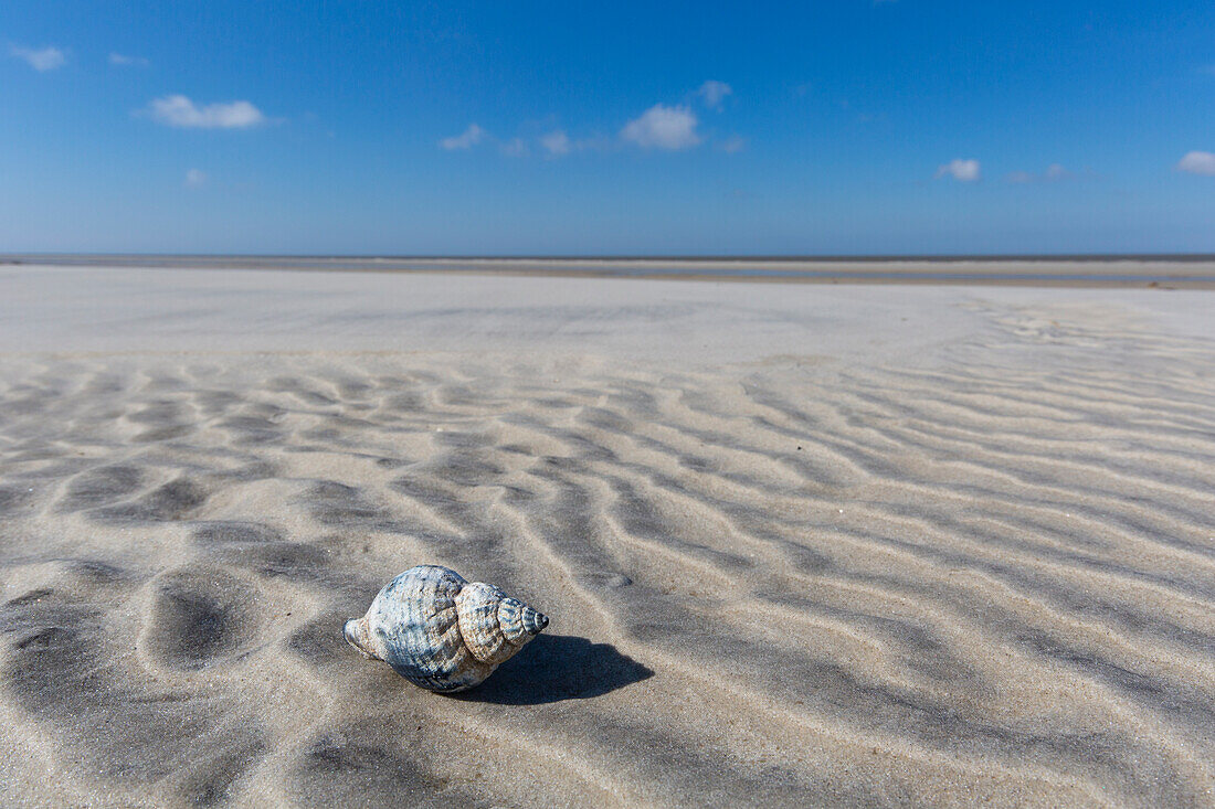  Common whelk, Buccinum undatum, shell, Wadden Sea National Park, Schleswig-Holstein, Germany 