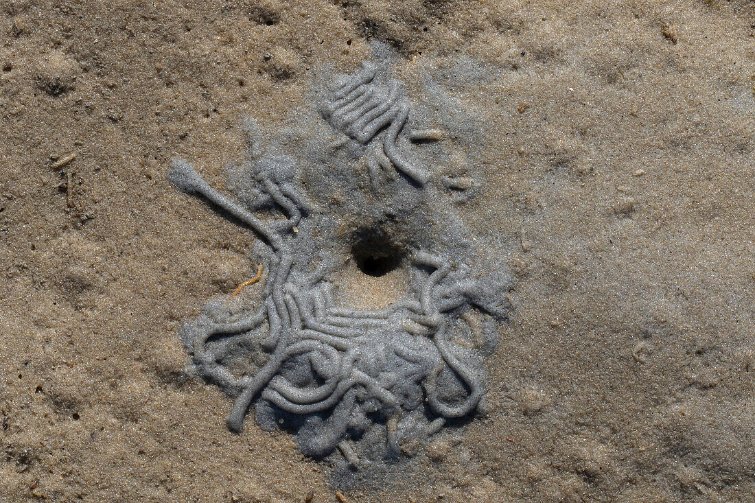  Lugworm, Arenicola marina, inlet opening and droppings in the mud flats, Schleswig-Holstein, Germany 