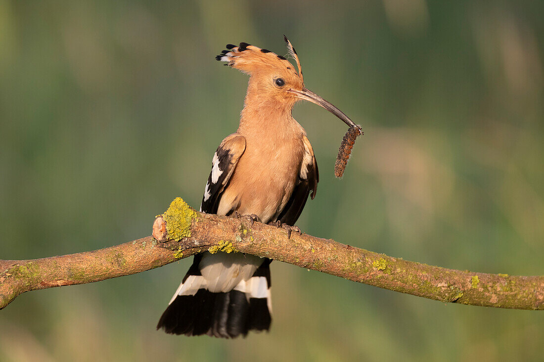  Hoopoe, Upupa epops, adult bird with insect in its beak on a branch, Brandenburg, Germany 