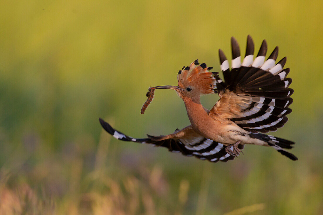  Hoopoe, Upupa epops, adult bird in flight, Brandenburg, Germany 