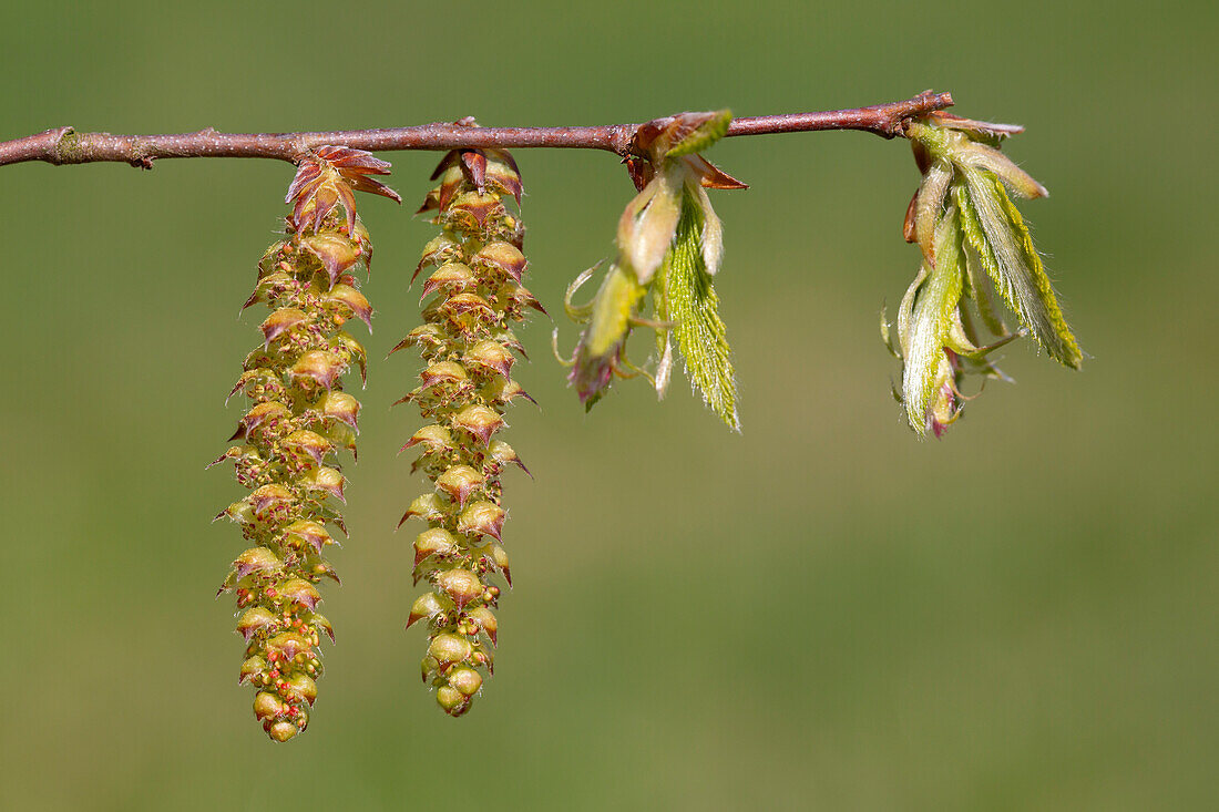  Common hornbeam, Carpinus betulus, branch with male flower heads, Schleswig-Holstein, Germany 