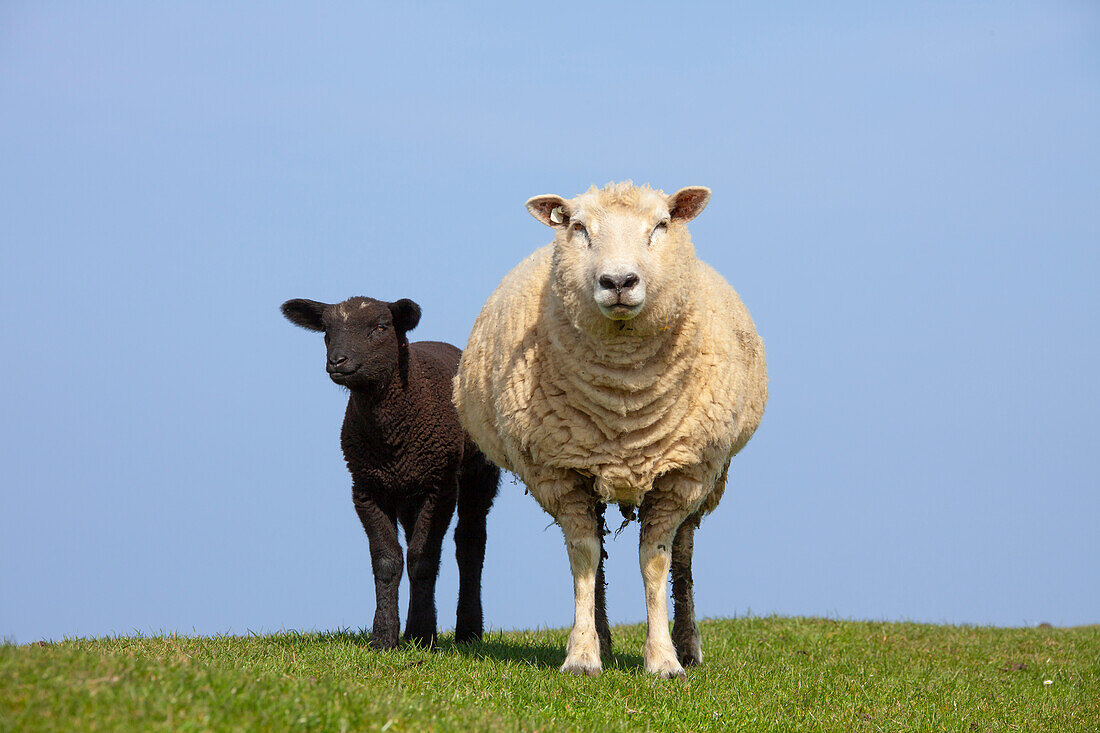  Domestic sheep (Ovis ammon aries), sheep with lamb, North Frisia, Schleswig-Holstein, Germany 