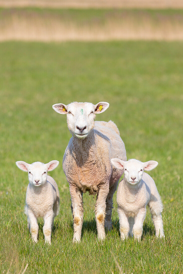  Domestic sheep, Ovis orientalis aries, ewe with lambs, Schleswig-Holstein, Germany 