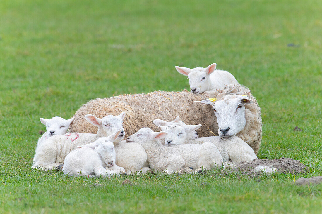  Domestic sheep, Ovis orientalis aries, ewe with lambs, Schleswig-Holstein, Germany 