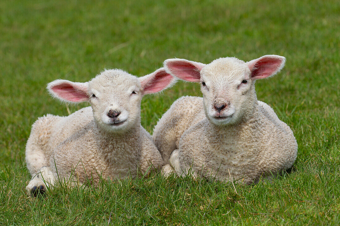  Domestic sheep, Ovies ammon aries, Laemmer, North Frisia, Schleswig-Holstein, Germany 