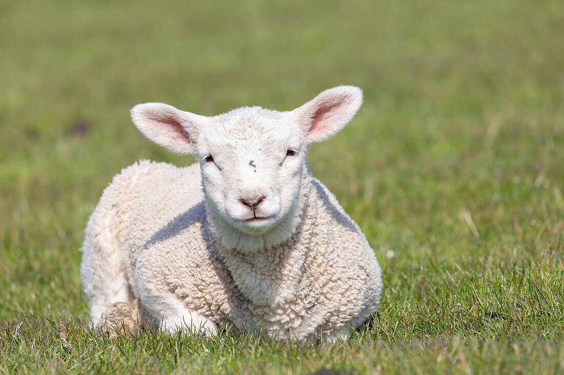  Domestic sheep, Ovies ammon aries, lamb, North Frisia, Schleswig-Holstein, Germany 