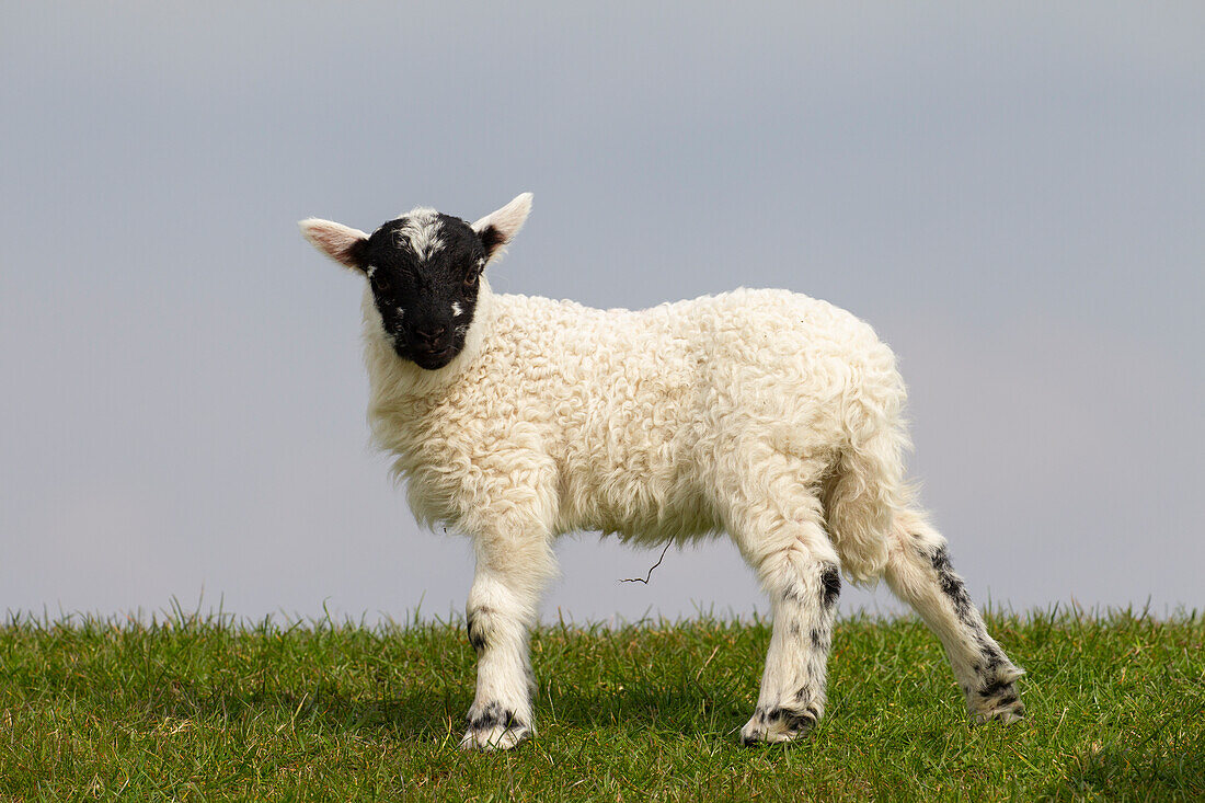  Domestic sheep, Ovies ammon aries, lamb, North Frisia, Schleswig-Holstein, Germany 