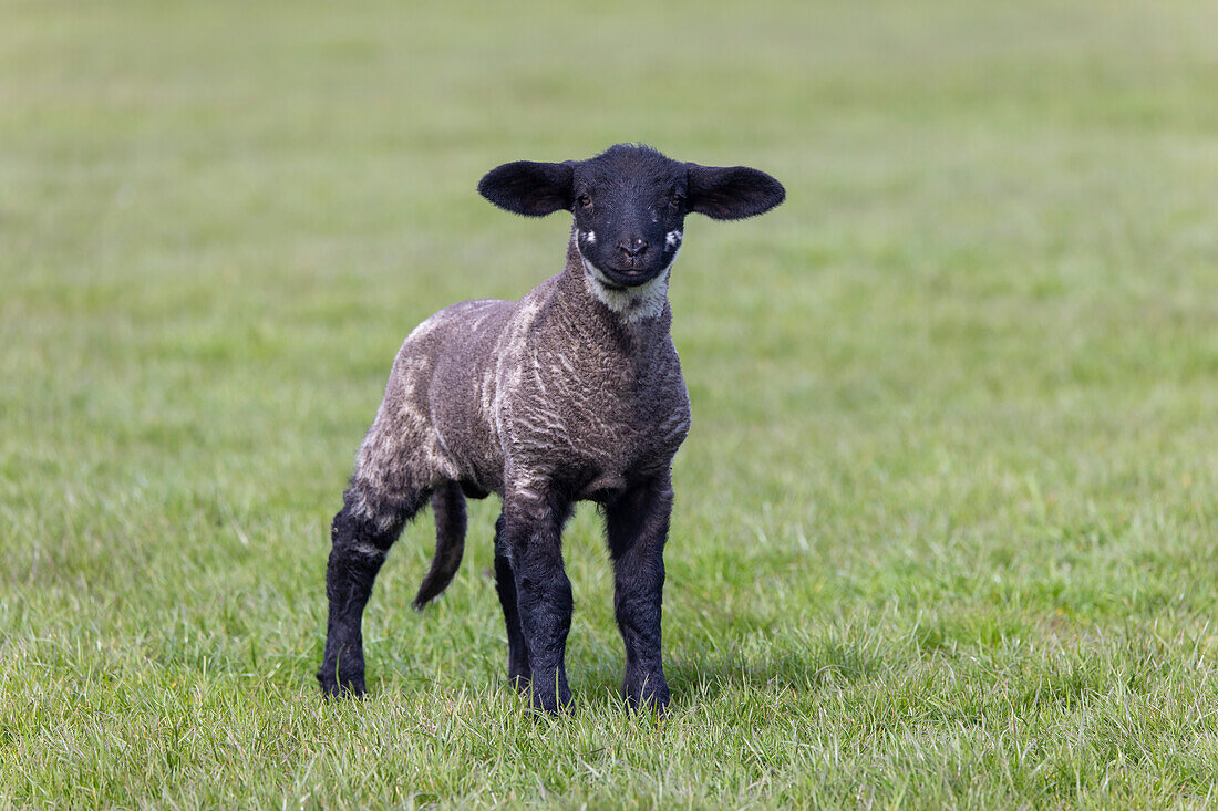  Domestic sheep, Ovies ammon aries, lamb, North Frisia, Schleswig-Holstein, Germany 