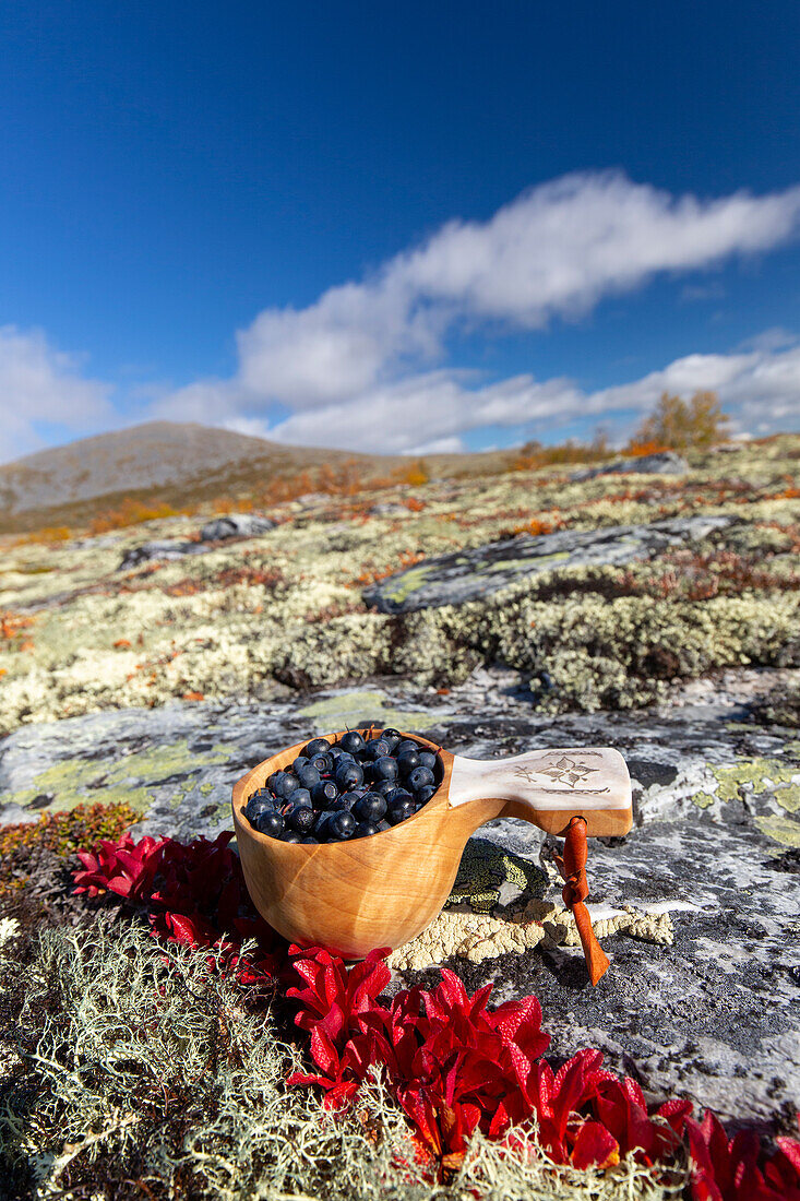  Bilberry, Vaccinium myrtillus, ripe berries in a wooden cup, Jaemtland, Sweden 