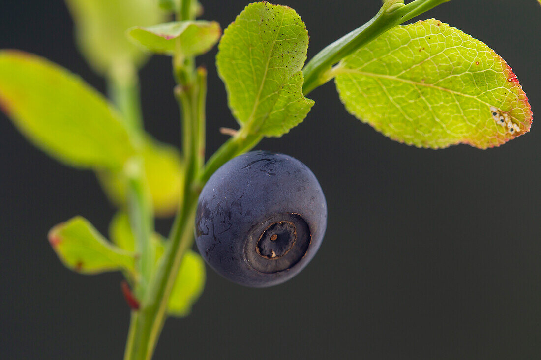  Bilberry, blueberry, Vaccinium myrtillus, branch with berry, Vaermland, Sweden 