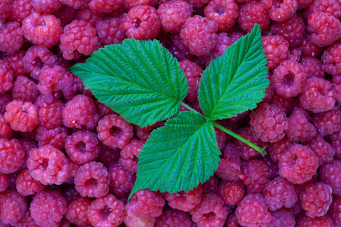 Himbeere, Rubus idaeus, reife Beeren, Früchte, Värmland, Schweden