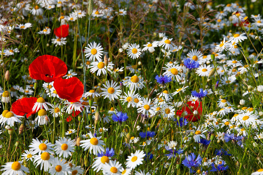  Corn poppies, Papaver rhoeas, and daisies, Leucanthemum vulgare, Mecklenburg-Western Pomerania, Germany 