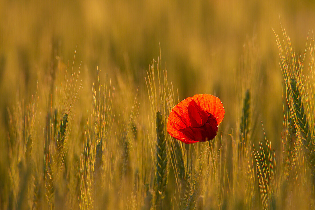 Klatschmohn, Papaver rhoeas, blühender Mohn im Getreidefeld, Mecklenburg-Vorpommern, Deutschland