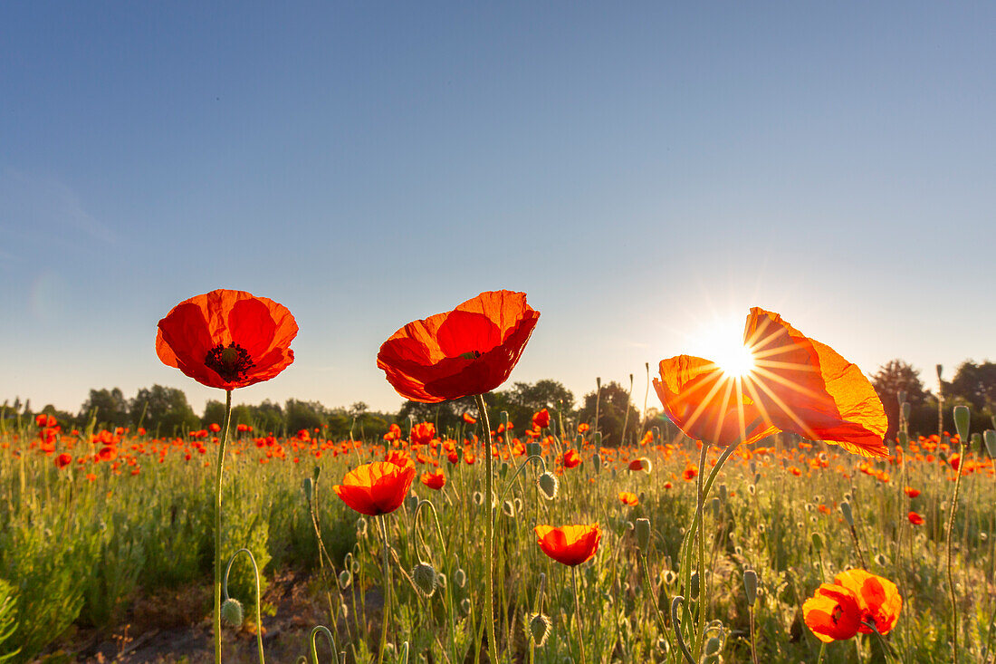 Klatschmohn, Papaver rhoeas, blühender Mohn, Mecklenburg-Vorpommern, Deutschland