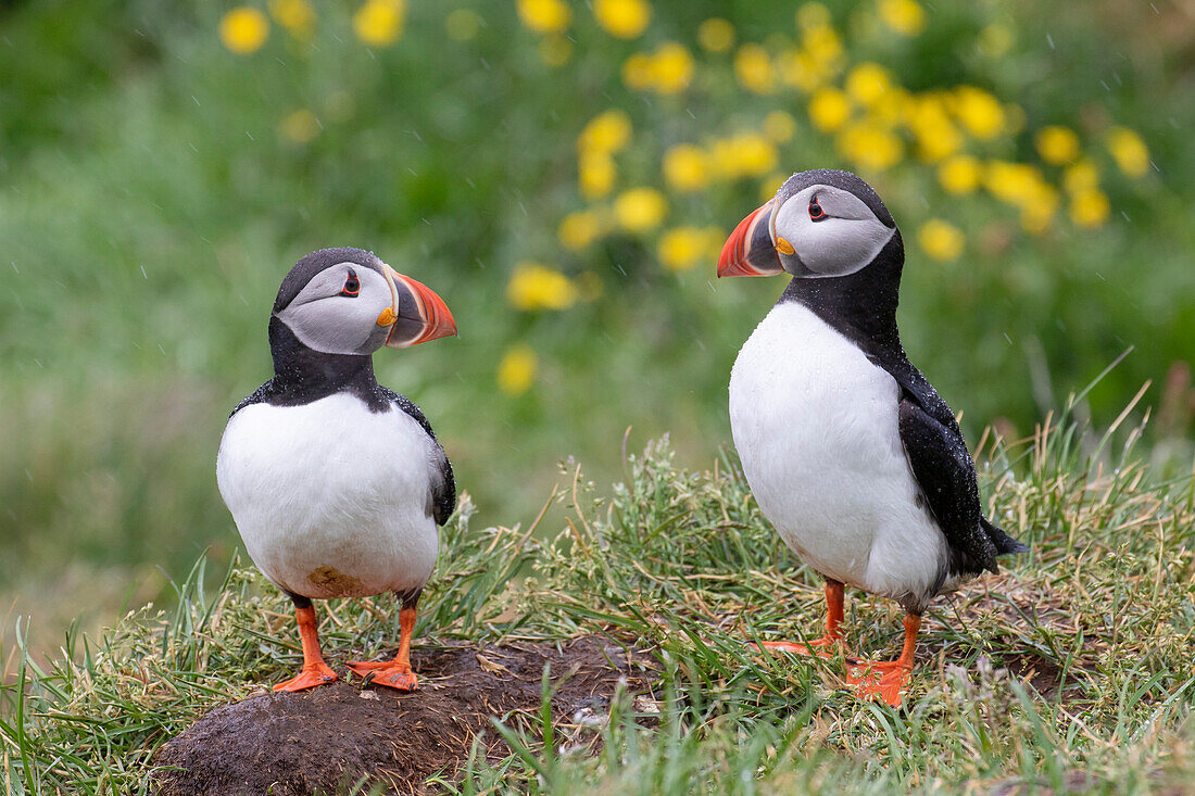 Papageitaucher, Fratercula arctica, zwei adulte Vögel, Sommer, Island