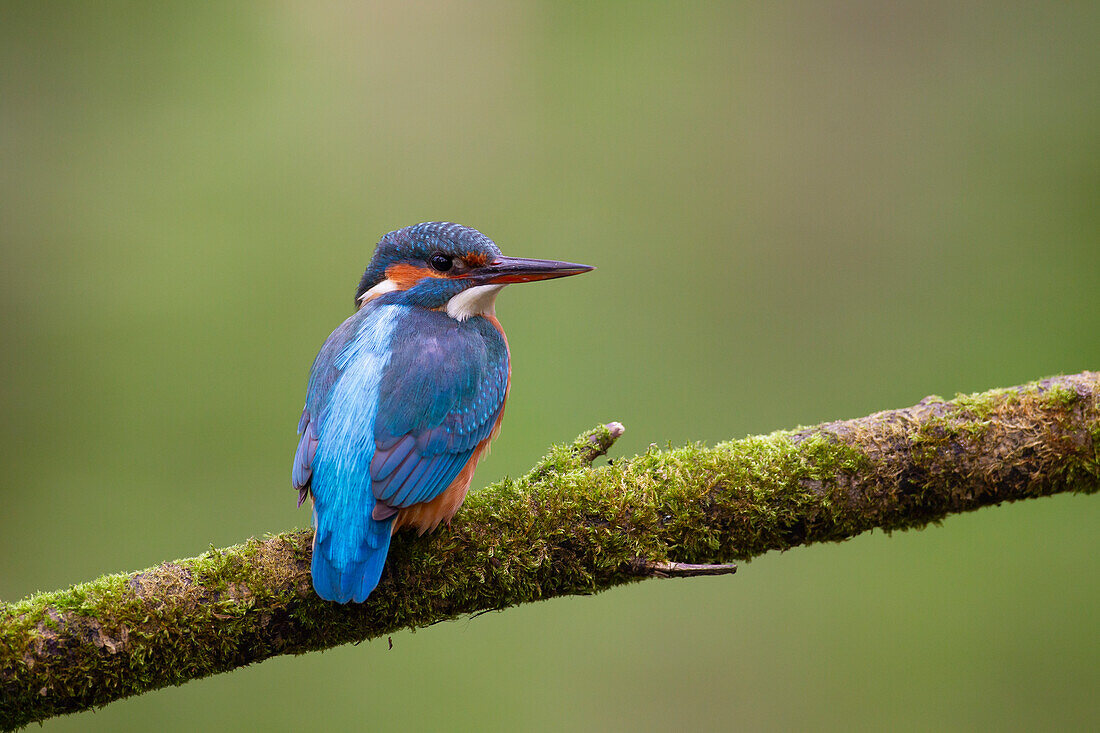  Kingfisher, Alcedo atthis, adult bird on a branch, Schleswig-Holstein, Germany 