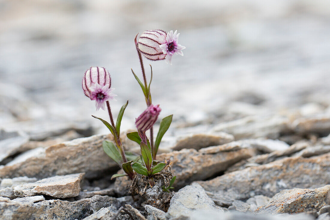  Northern Alpine Pink, Silene wahlbergella arcticum, Silene uralensis arcticum, flowering, Spitsbergen, Norway 