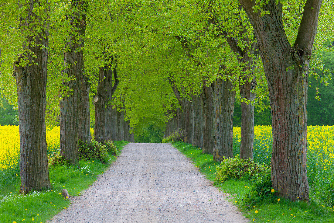  Rapeseed, Brassica napus, flowering rapeseed field on a linden avenue, Schleswig-Holstein, Germany 