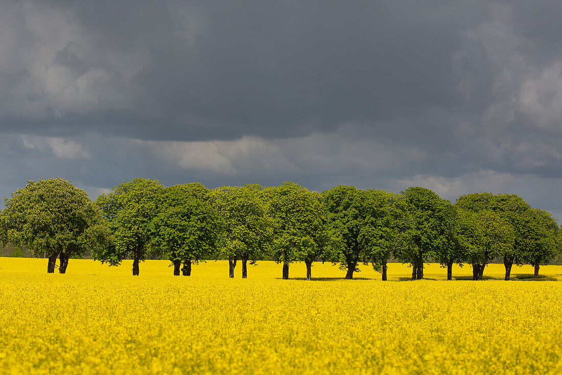  Rapeseed, Brassica napus, flowering rapeseed field on a chestnut avenue, Schleswig-Holstein, Germany 