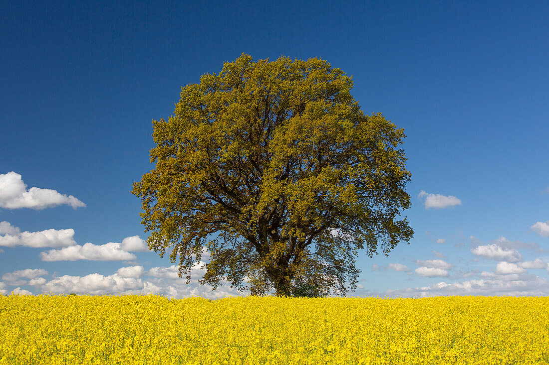  Rapeseed, Brassica napus, English oak, Quercus robur, in a flowering rapeseed field, Schleswig-Holstein, Germany 