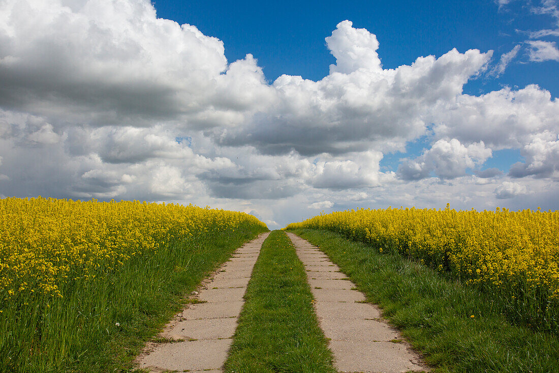  Rapeseed, Brassica napus, field path in a flowering rapeseed field, Schleswig-Holstein, Germany 