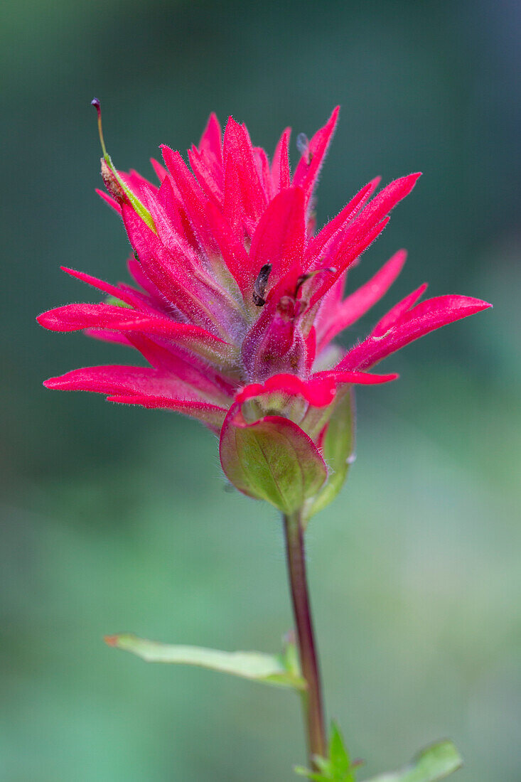  Red Indian Paintbrush, Castilleja miniata, flower stand, Banff National Park, Alberta, Canada 