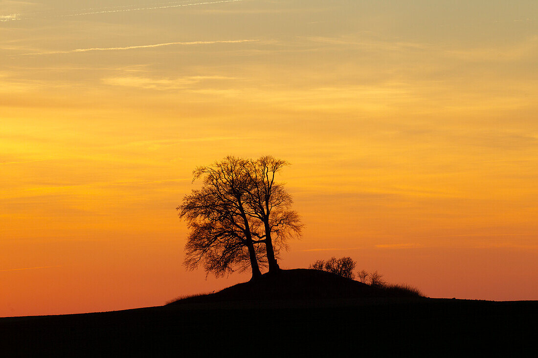  European beech, Fagus sylvatica, two trees in the evening light, Schleswig-Holstein, Germany 