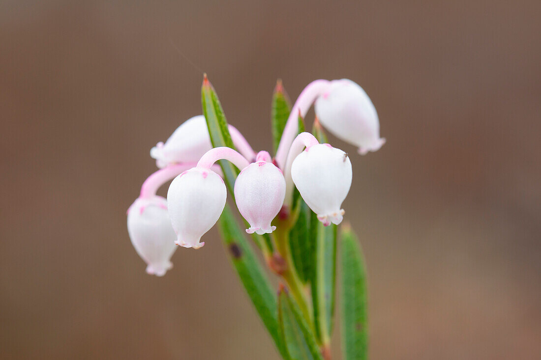  Rosemary heath, Andromeda polifolia, flowering heath, Vaermland, Sweden 