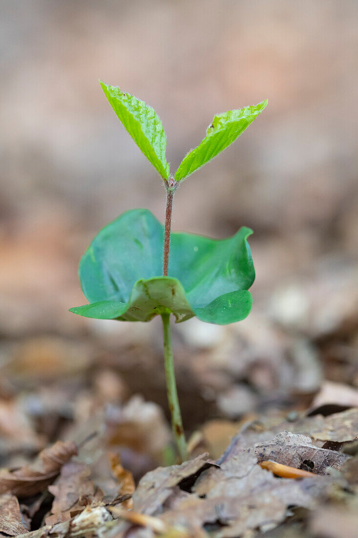 Rotbuche, Fagus sylvatica, Keimling, Schleswig-Holstein, Deutschland