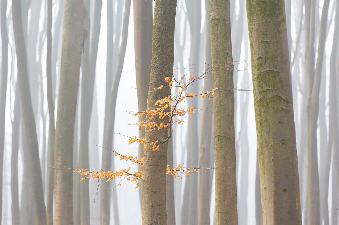  European beech, Fagus sylvatica, beech trees in the fog, Schleswig-Holstein, Germany 