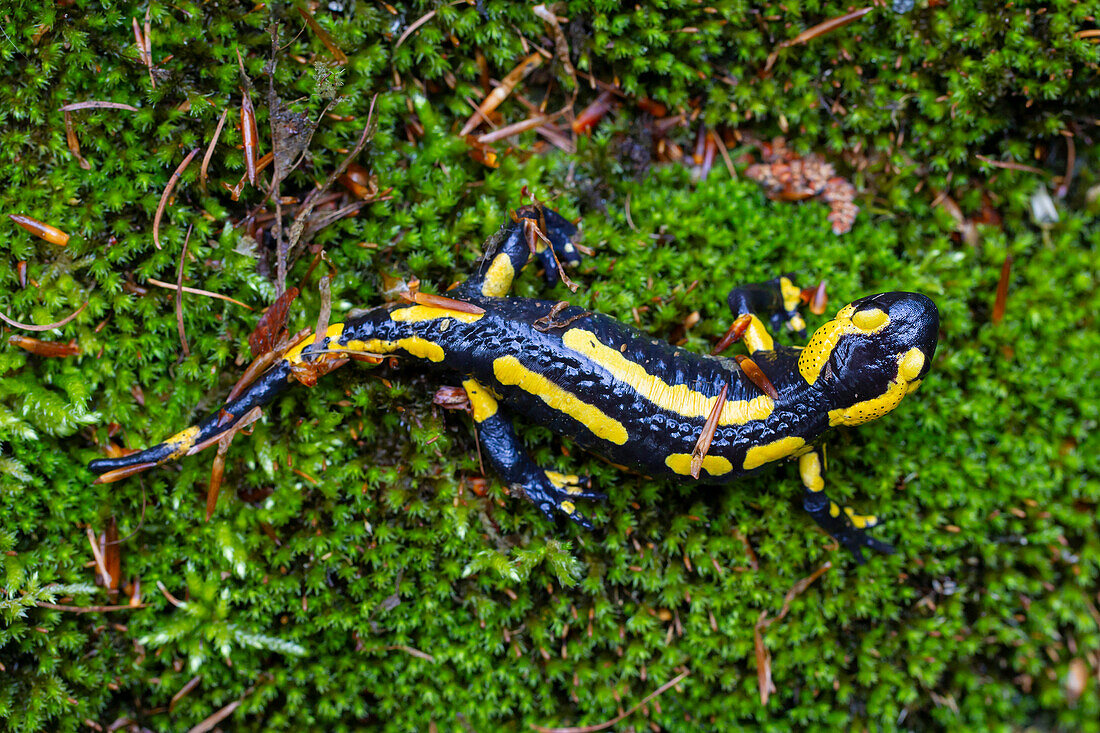  Fire salamander, Salamandra salamandra, Harz National Park, Saxony-Anhalt, Germany 