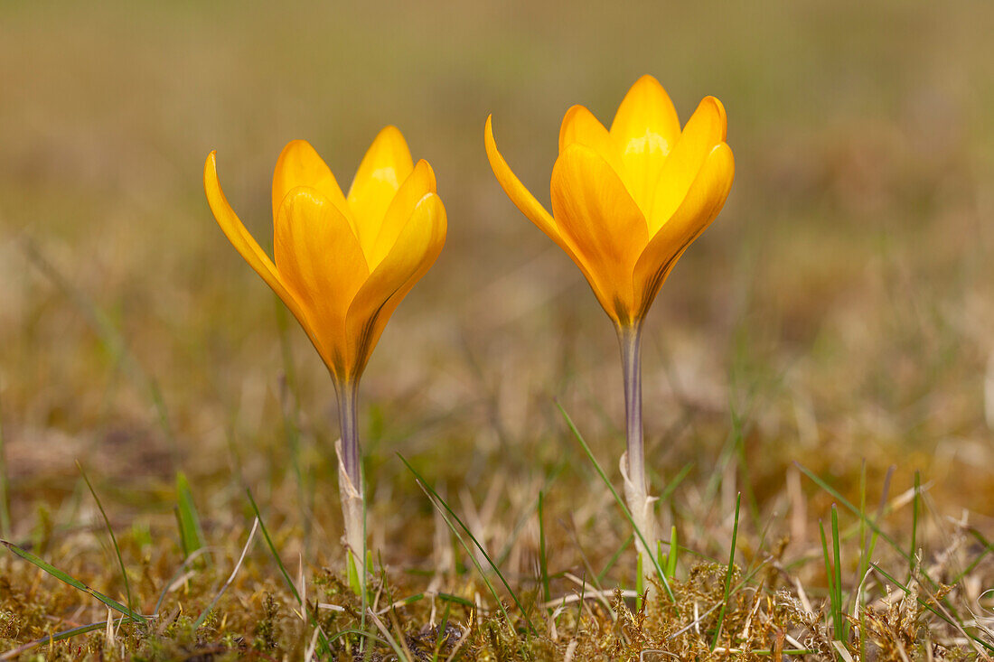  Crocus, Crocus speciosus, crocuses blooming in the lawn, spring, Schleswig-Holstein, Germany 